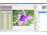 WildBit Viewer v5.9 Development Build