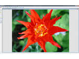WildBit Viewer (Portable) v5.8