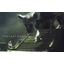 Sony confirms that 'The Last Guardian' is not cancelled Sony confirms that 'The Last Guardian' is not cancelled